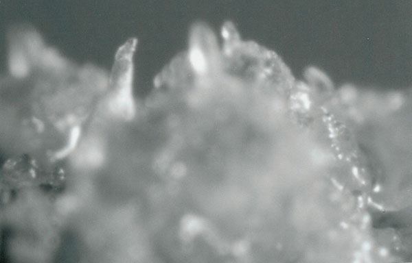 Small pine shoots growing from callus derived from a pine needle.�